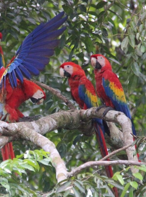 Bird watching costa rica