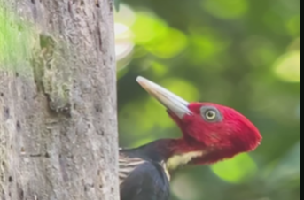 Bird watching costa rica