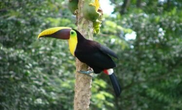 Bird watching costa rica