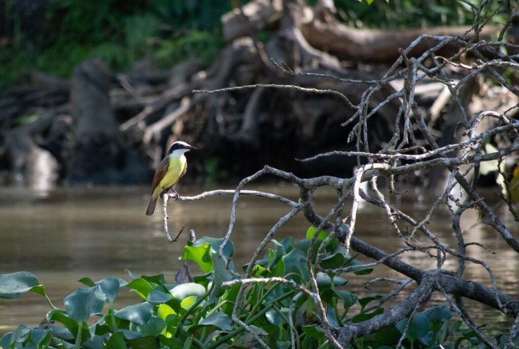 Bird watching costa rica