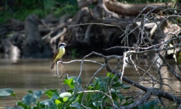 Bird watching costa rica