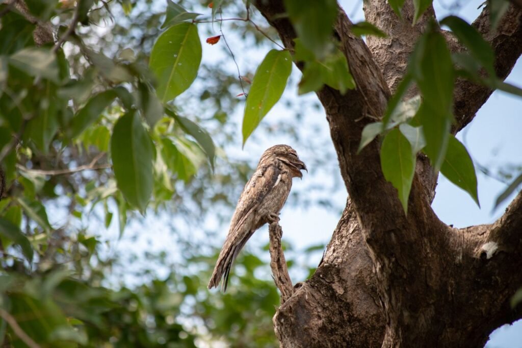 Bird watching costa rica