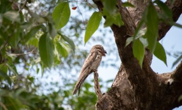 Bird watching costa rica