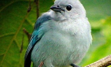 Bird watching costa rica