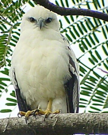 Bird Watching