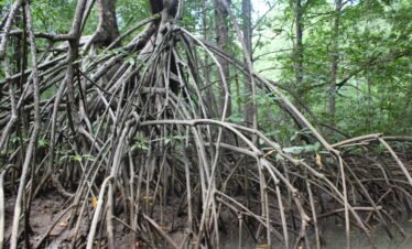 Enjoy Osa Kyaking Tour