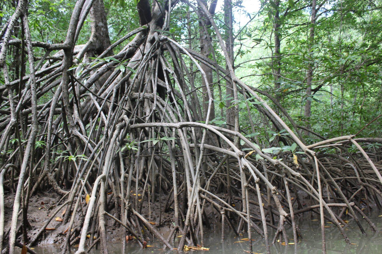 Enjoy Osa Kyaking Tour