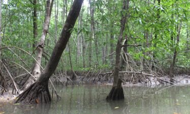 Enjoy Osa Kyaking Tour