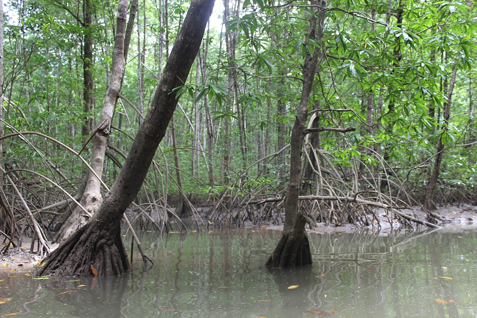 Enjoy Osa Kyaking Tour