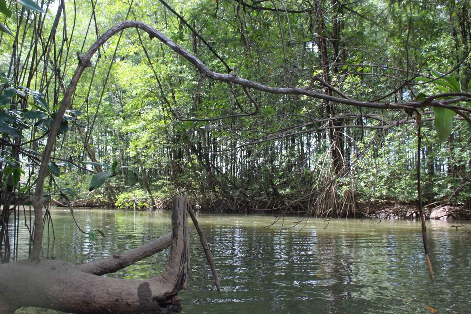 Enjoy Osa Kyaking Tour