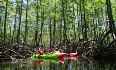 Enjoy Osa Kyaking Tour