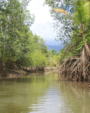 Mangroves Wildlife