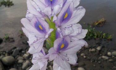 Enjoy Osa Kyaking Tour