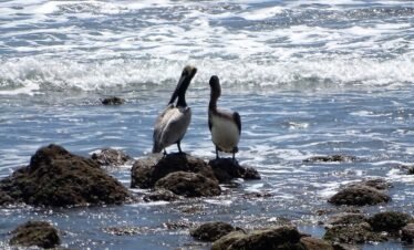 Corcovado National Park Costa Rica