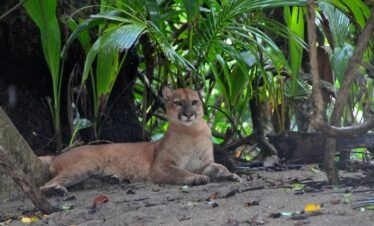 Corcovado National Park Costa Rica