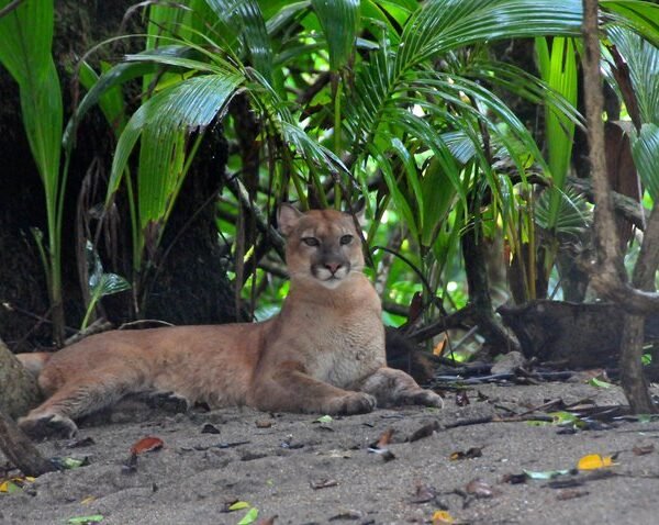 Corcovado National Park Costa Rica